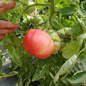 Tomate Rosa graine bio- Semence Bio -AGROSEMENS Tomate Rosa graine bio- Semence Bio -AGROSEMENS