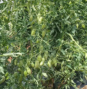 Tomate Blush- Semence Bio -AGROSEMENS Tomate Blush- Semence Bio -AGROSEMENS