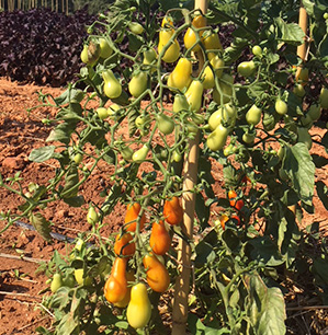 tomate- Semence Bio -AGROSEMENS tomate- Semence Bio -AGROSEMENS