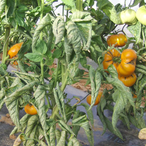 Tomates Yellow Brandywine bio - semences AGROSEMENS Tomates Yellow Brandywine bio - semences AGROSEMENS
