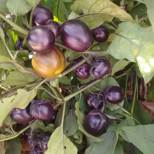 Aubergines Bambino bio - ferme semencière AGROSEMENS Aubergines Bambino bio - ferme semencière AGROSEMENS