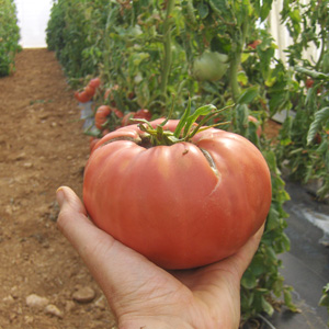 Tomate Rosa bio - semences AGROSEMENS Tomate Rosa bio - semences AGROSEMENS