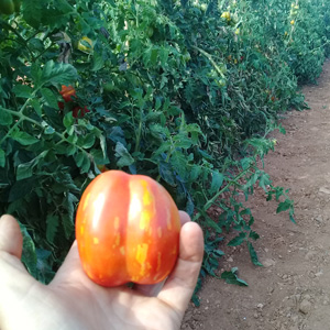 Tomate Striped Cavern bio - semence AGROSEMENS Tomate Striped Cavern bio - semence AGROSEMENS
