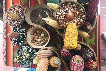 semences paysannes - AGROSEMENS semences paysannes - AGROSEMENS