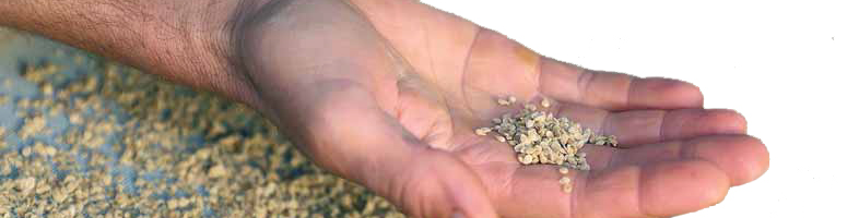 semences paysannes - AGROSEMENS semences paysannes - AGROSEMENS