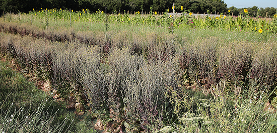 ferme semenciere bio- Laitue Grenobloise