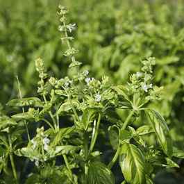 ferme semenciere bio- Basilic Genovese