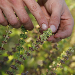 semences bio basilic genovese semences bio basilic genovese
