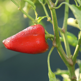 semences bio Piment Doux Salsa semences bio Piment Doux Salsa