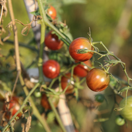 semences bio Tomate cerise Black Cherry semences bio Tomate cerise Black Cherry