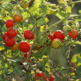 semences bio Tomate cerise rouge semences bio Tomate cerise rouge
