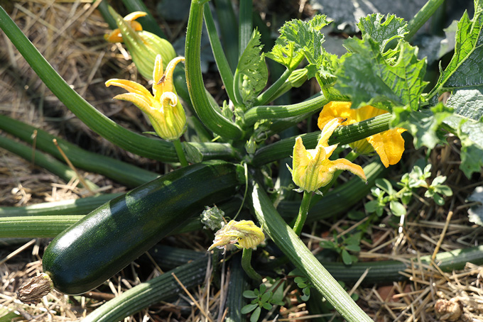 Courgette Zucchini bio