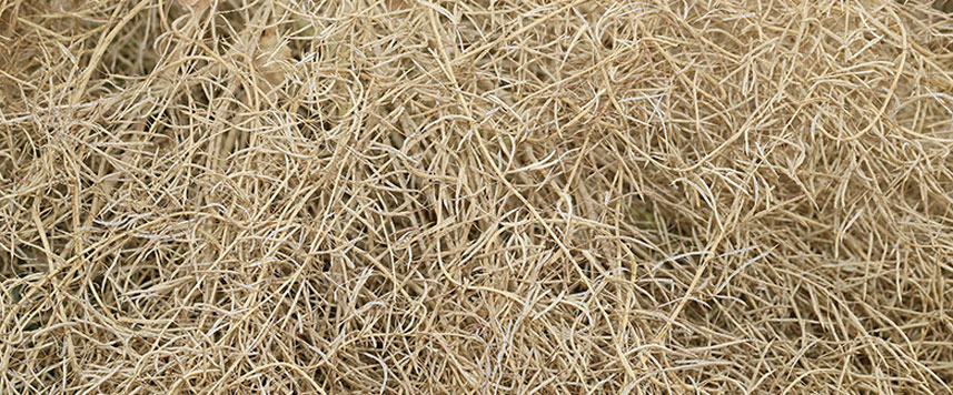 récoltes à la ferme semencière
