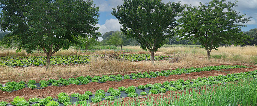 agroforesterie